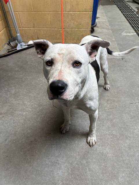 BOOM - Pit Bull Terrier available for adoption