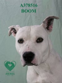 BOOM - Photo 1