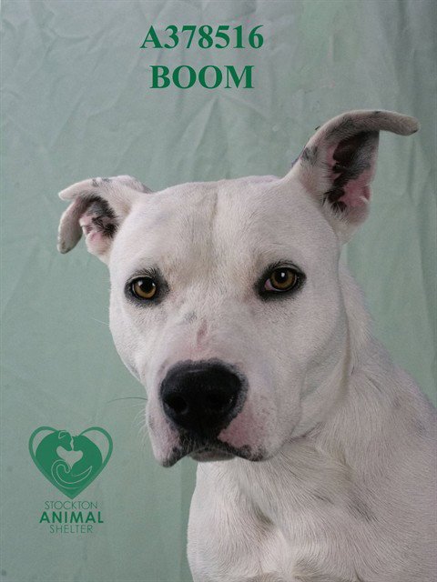 BOOM - Pit Bull Terrier available for adoption