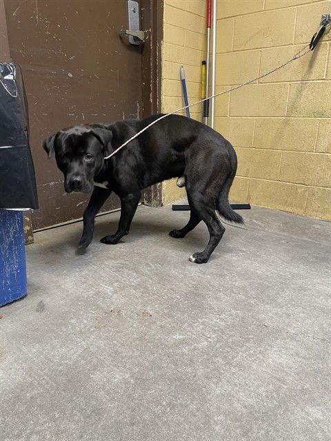 PUMBA - Pit Bull Terrier available for adoption