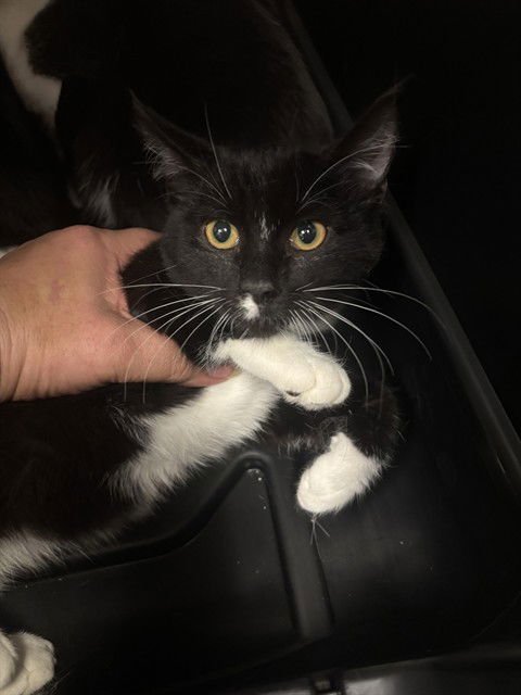 TAYLOR - Domestic Short Hair available for adoption