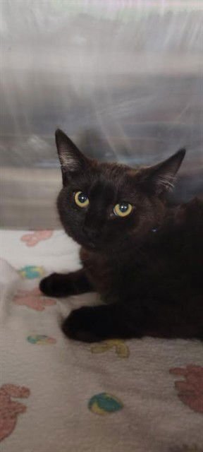 SARAH(BLUE) - Domestic Short Hair available for adoption