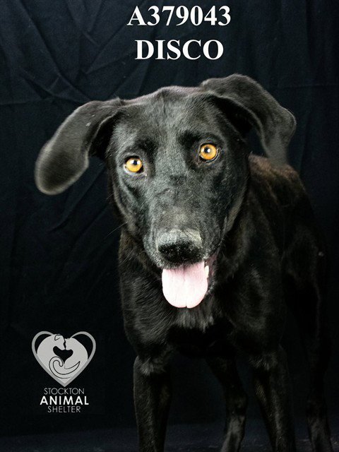 DISCO - Labrador Retriever available for adoption