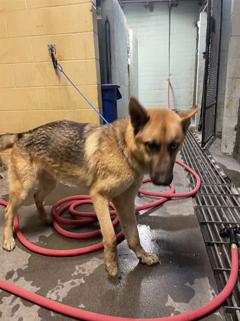 ATTICUS - German Shepherd Dog for adoption in Stockton