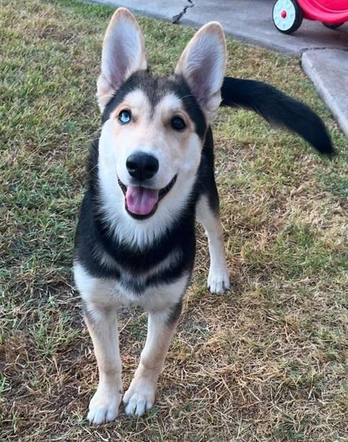 REAH - German Shepherd Dog / Siberian Husky available for adoption