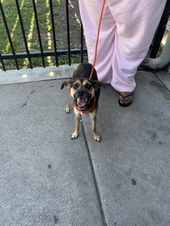 PEDRO - Terrier available for adoption