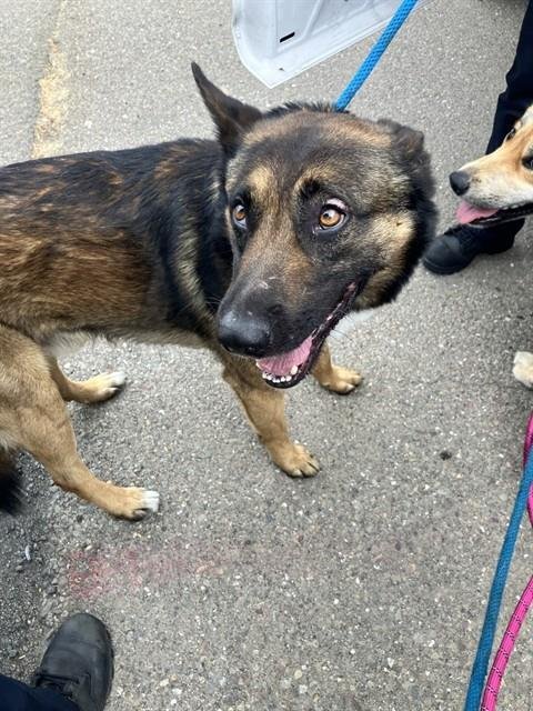 SPRITE - German Shepherd Dog available for adoption