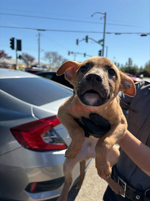 PIKACHU - Belgian Shepherd Malinois available for adoption