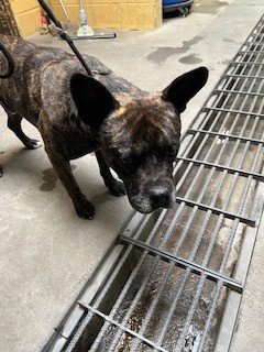 SPROUT - Pit Bull Terrier available for adoption