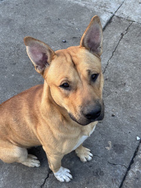 ASPEN - German Shepherd Dog available for adoption