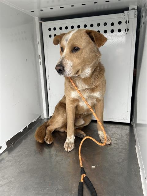 MICHEALANGELO - Labrador Retriever available for adoption