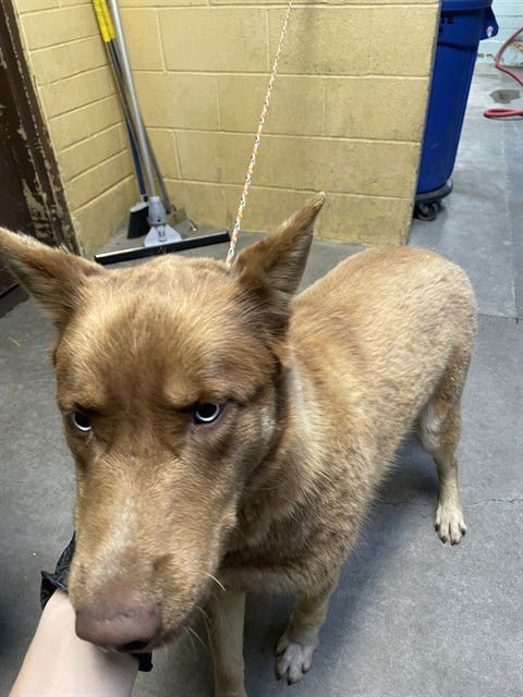 CINNAMON - Siberian Husky available for adoption