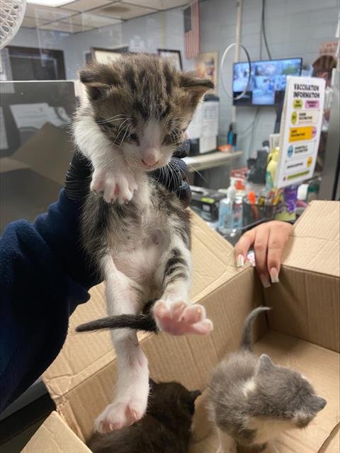 ROGERS - Domestic Short Hair available for adoption