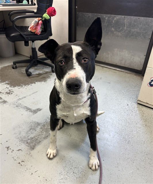 MORPH - Border Collie available for adoption