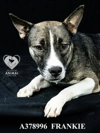 FRANKIE - Photo 1
