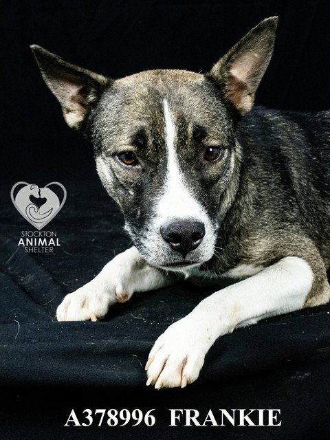 FRANKIE - German Shepherd Dog / Australian Cattle Dog/Blue Heeler available for adoption