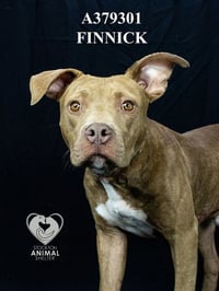 FINNICK - Photo 1