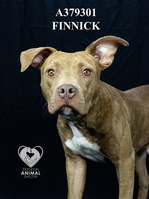 FINNICK - Pit Bull Terrier available for adoption