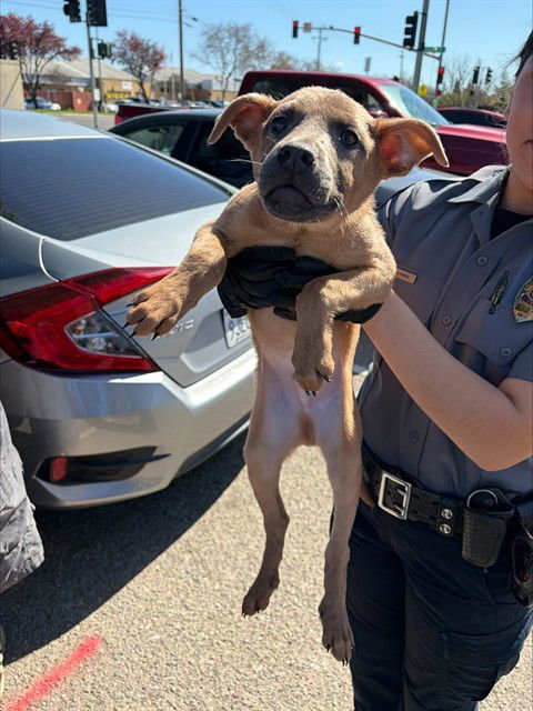 RUFFLET - Rhodesian Ridgeback available for adoption
