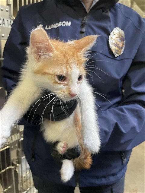 OLIVE - Domestic Long Hair for adoption in Stockton