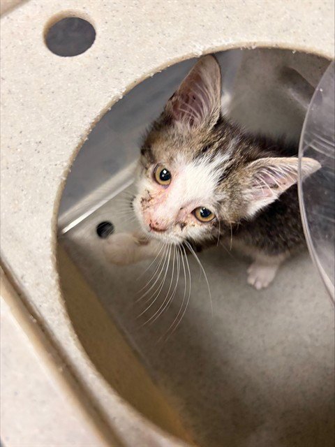 HESTER - Domestic Short Hair available for adoption