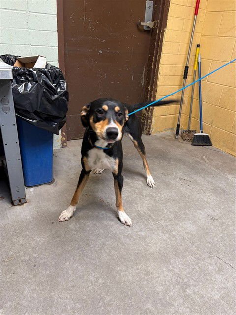 TOLKIEN - Greater Swiss Mountain Dog available for adoption