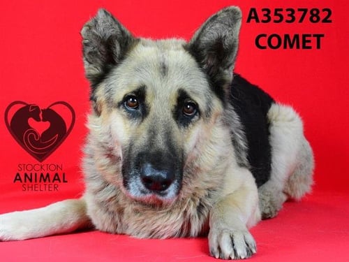 COMET - German Shepherd Dog available for adoption