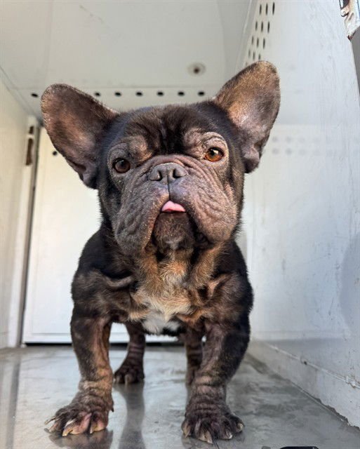 STITCH - French Bulldog available for adoption