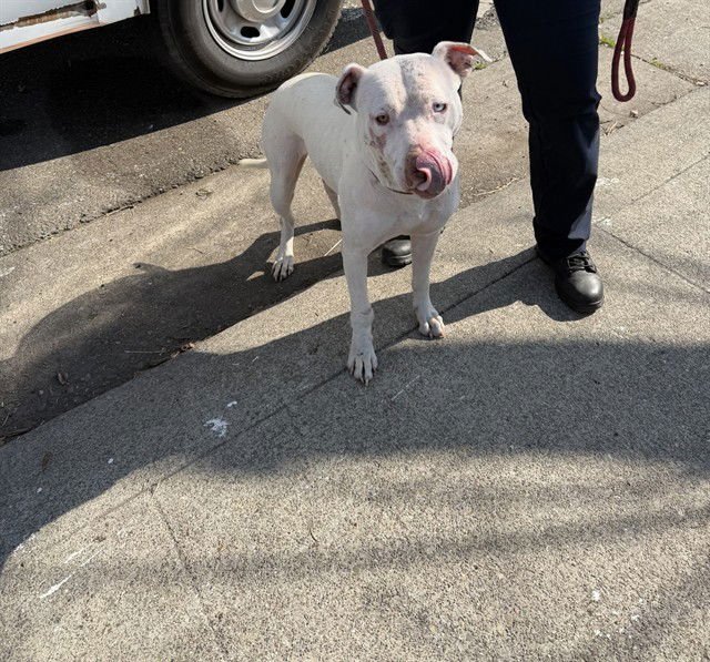 PADME AMIDALA - Pit Bull Terrier available for adoption