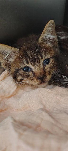 JACOB - Domestic Medium Hair available for adoption