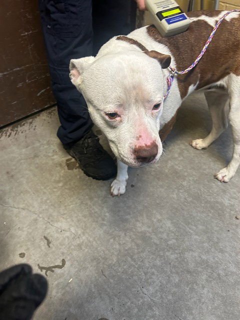 ARIEL - Pit Bull Terrier / American Bulldog for adoption in Stockton