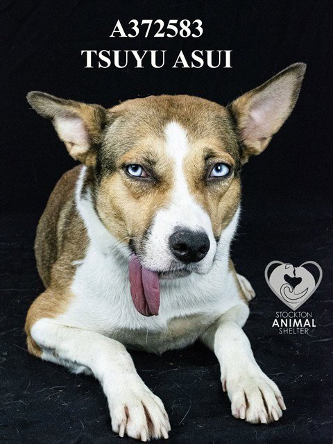 TSUYU ASUI - German Shepherd Dog available for adoption