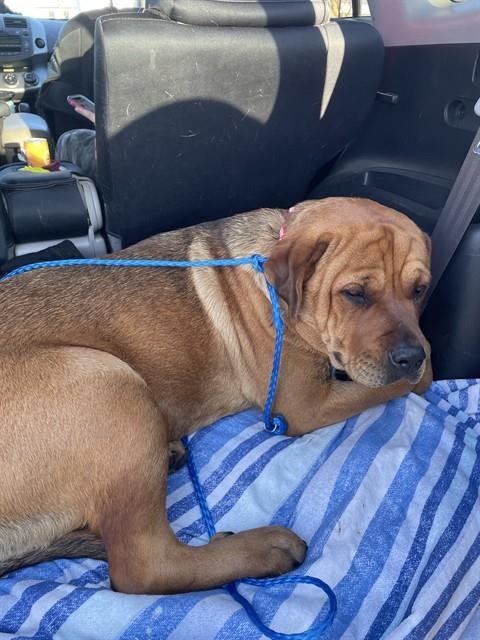 BABBETTE - Rottweiler for adoption in Stockton