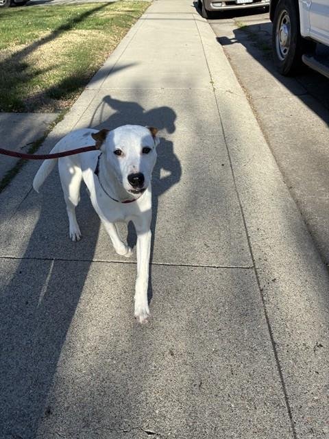 RASCAL - Queensland Heeler available for adoption