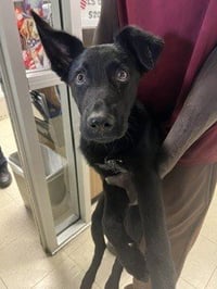 DODGER - Photo 1