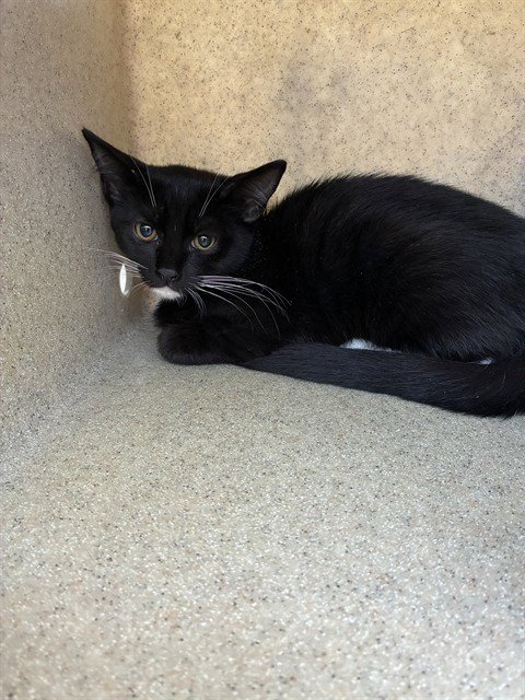 BUBBLES - Domestic Short Hair available for adoption
