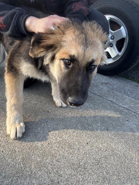 A370936 - German Shepherd Dog available for adoption