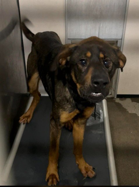 SCRAT - Rottweiler / Great Dane available for adoption