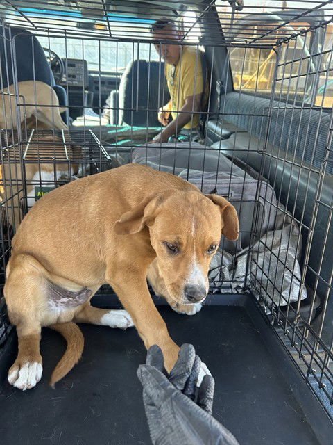 ROCHESTER - Labrador Retriever for adoption in Stockton