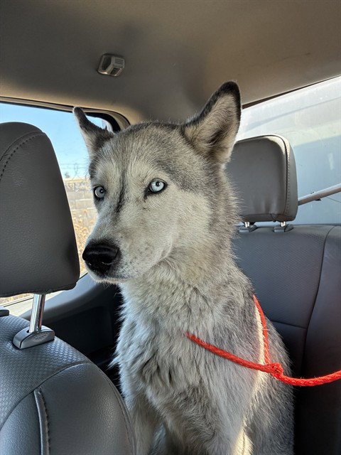 BELLE - Siberian Husky available for adoption