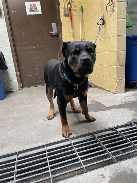 DWAYNE - Rottweiler available for adoption