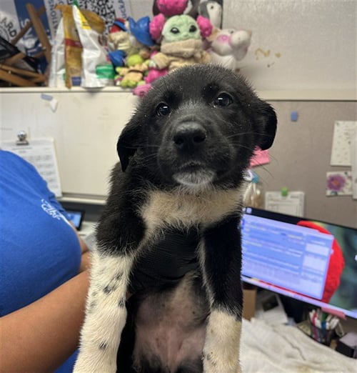 PEACH - German Shepherd Dog available for adoption