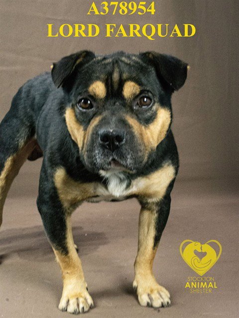 LORD FARQUAD - Rottweiler available for adoption