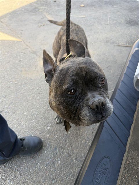 LANCELOT - French Bulldog for adoption in Stockton