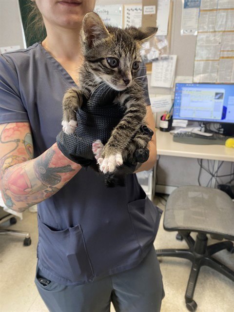 ASHER - Domestic Short Hair available for adoption