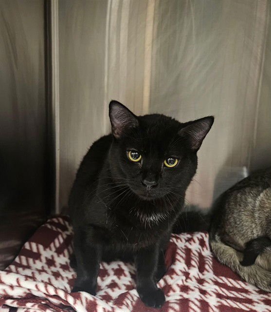 CHUCKY - Domestic Short Hair available for adoption