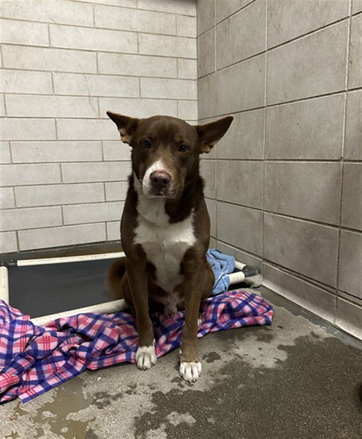 TIMON - Australian Kelpie available for adoption