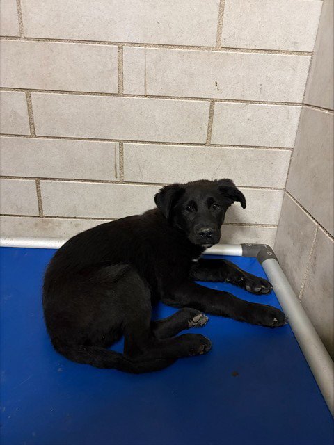 ARNOLD - Border Collie available for adoption