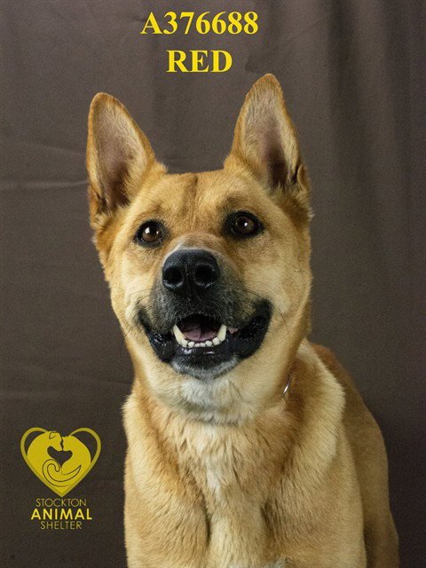 RED - Carolina Dog / German Shepherd Dog available for adoption