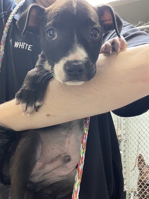 CHICKPEA - Pit Bull Terrier available for adoption